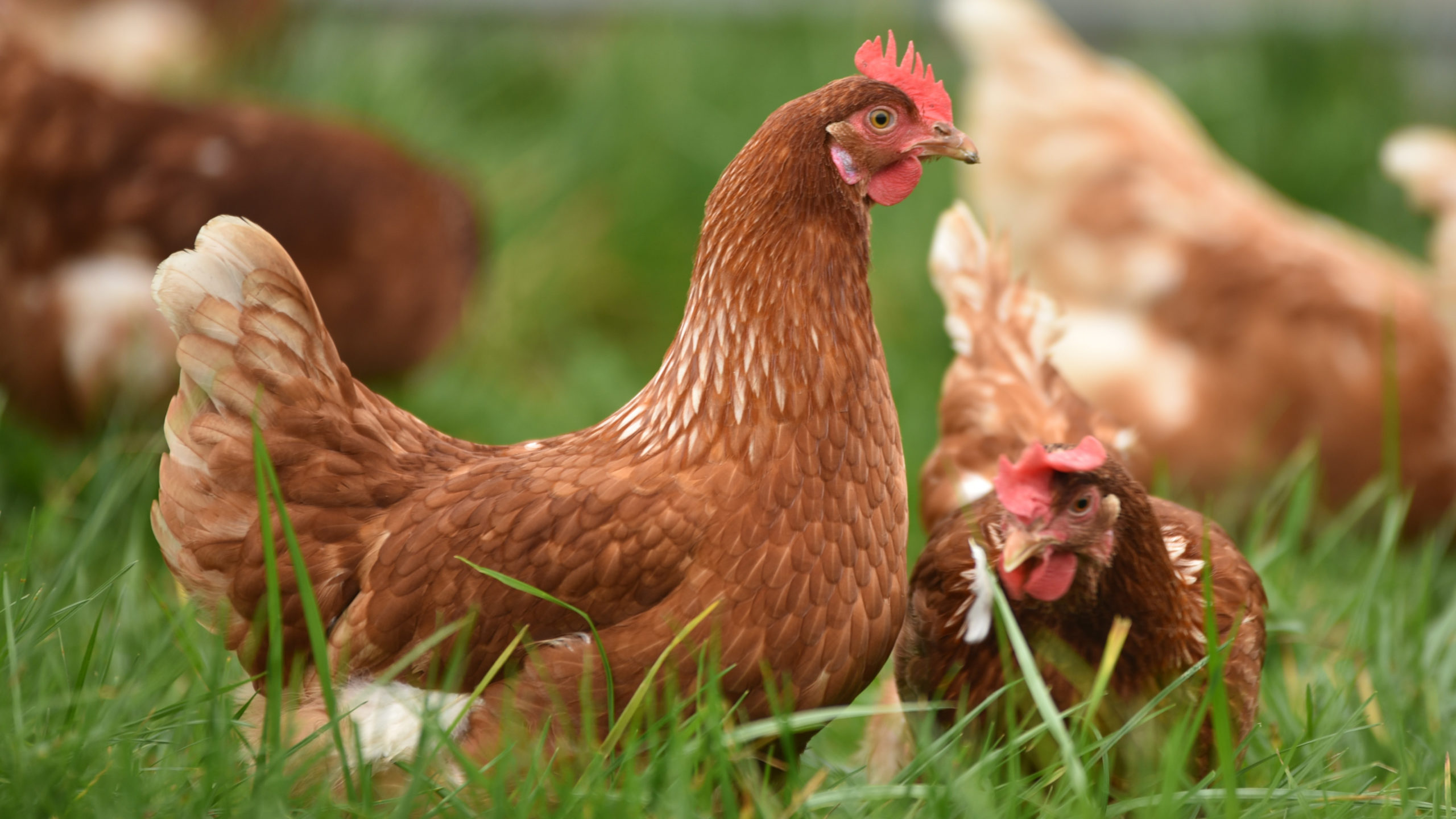 chickens sitting in grass