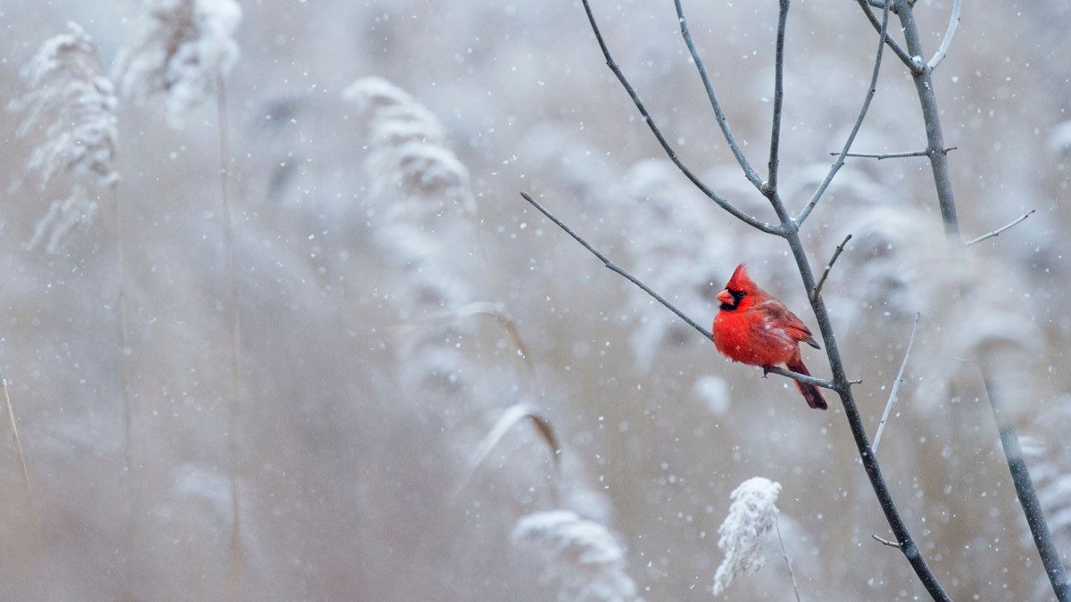 snowy scene with cardinal sitting on branch