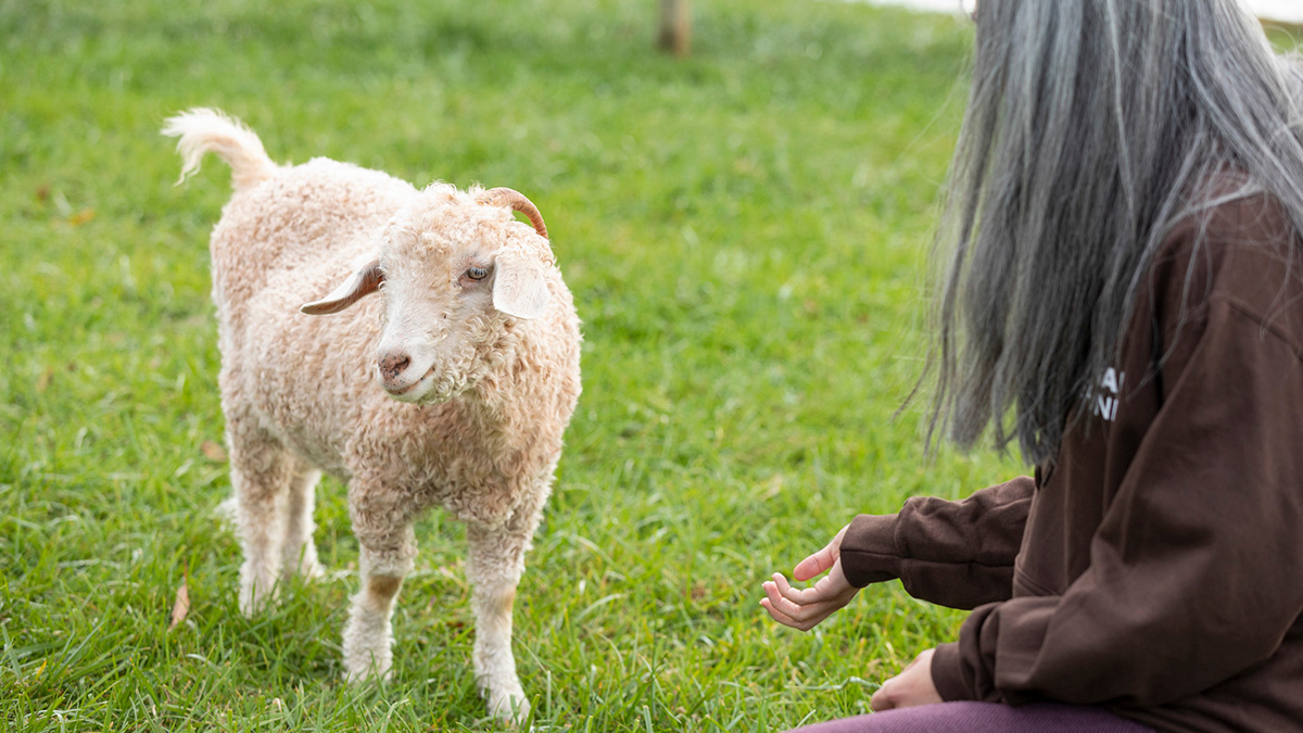 Person offering sheep food